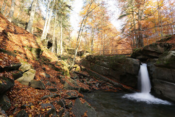 Sticker - autumn in forest, fantastic early morning in the forest, Carpathian mountains, Europe	