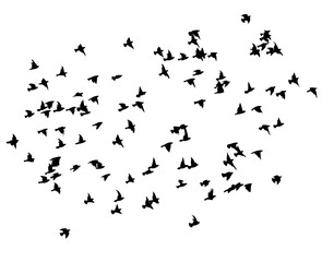 Wall Mural - Flying birds silhouette flock. hand drawing. Not AI. Vector illustration