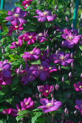 Wall Mural - blooming clematis with green leaves in the garden on a trellis