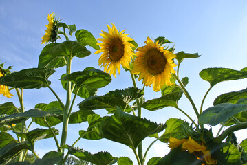 Yellow sunflowers against a blue sky, natural background.