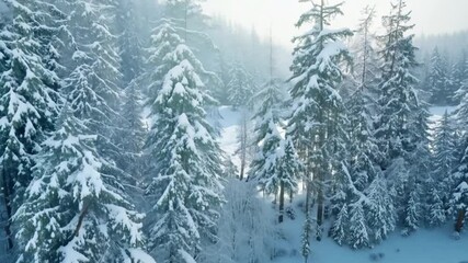 Poster - This Snow-covered evergreens in a forest after a fresh snowfall. Natural phenomena