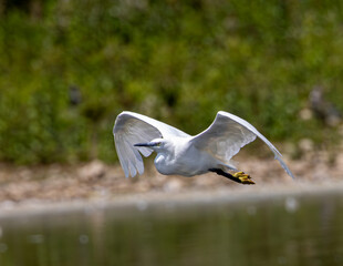 Canvas Print - Little egret in flight.