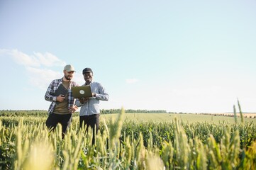 Two multiracial farmers standing in green wheat field examining crop during the day