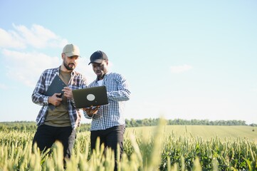 Two multiracial farmers standing in green wheat field examining crop during the day