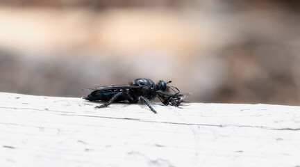 Wall Mural - An all Black Robber Fly in the Genus Pogonosoma with Captured Prey on a White Log Surface in Colorado