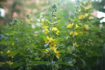 yellow fresh flowers in the garden