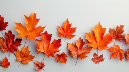 Canvas Print - A row of orange leaves are arranged in a line on a white background