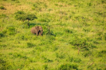 Wall Mural - Elephants in Hluhluwe Imfolozi game reserve Africa, Family of Elephants , Elephants taking a bath in a water poolwith mud, eating green grass. African Elephants in landscape, green Africa