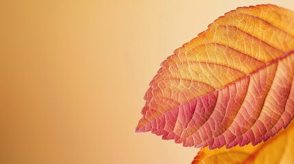 Wall Mural - Close up of an autumn leaf with space for text