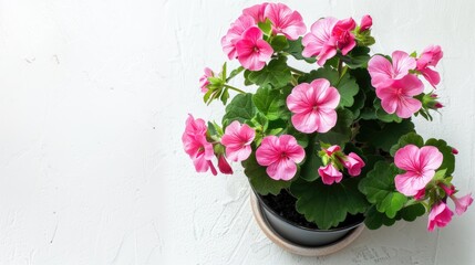 Canvas Print - Potted pink flower on white background