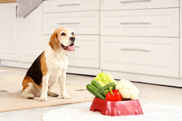 Poster - Cute beagle dog and bowl with vegetables at home