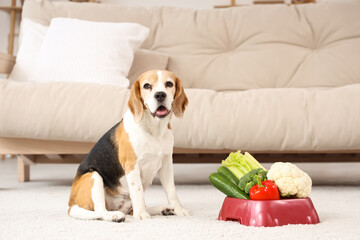 Canvas Print - Cute beagle dog and bowl with vegetables at home