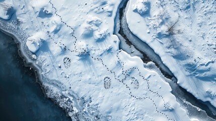 Poster - Footprints of animals in snowy terrain