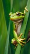 © Jiraphiphat - Tree frog climbing up a reed in a marsh, creature,