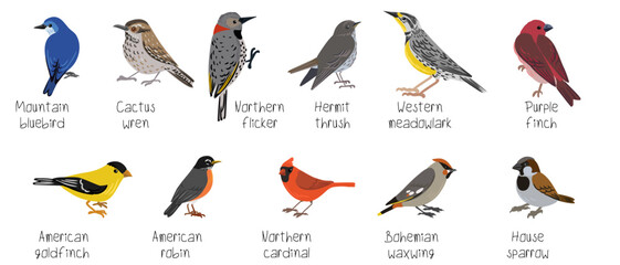 Sticker - vector drawing birds of North America, set of elements isolated at white background, hand drawn illustration