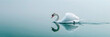 © Alexandre - Cisne gracioso deslizando sobre um lago tranquilo