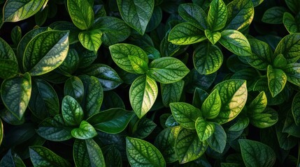 Poster - Green Leaves Pattern: A Close-up View of Lush Foliage