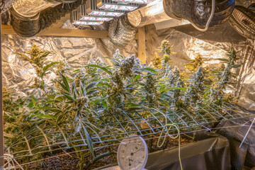 female blossom marijuana SoG Sea of Green net hemp cultivation technique Growing pot indoor bloom stage growth Medical