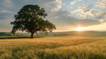 Sticker - Sunset over a Field of Wheat