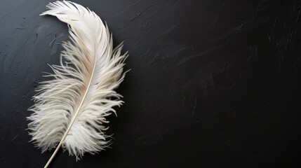 Wall Mural - Large white ostrich feather on black background with empty space