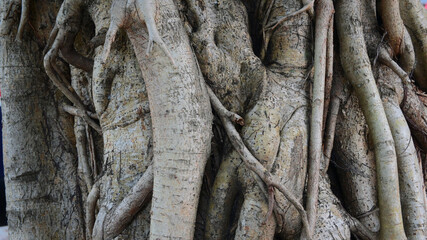 big trunk of banyan, brown old root tree