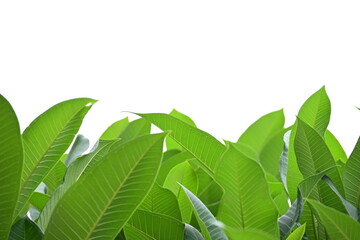 Wall Mural - beautiful green leaf texture in springtime, water drop on frangipani leaves