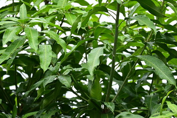 Wall Mural - beautiful green leaf texture in springtime, water drop on leaves