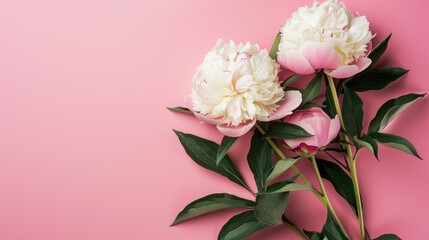 Poster - Delicate Pink Peonies