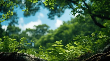 Wall Mural - Trees in forest from below green tops of trees