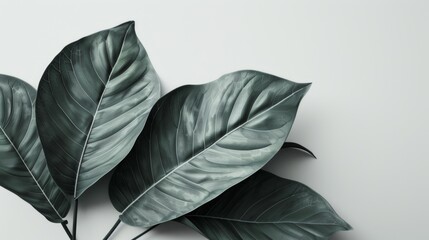 Poster - Render a modern, minimalist leaf frame with sleek lines and a monochromatic palette, positioned on a stark white background. 