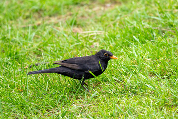 Wall Mural - Bird blackbird in nature in spring