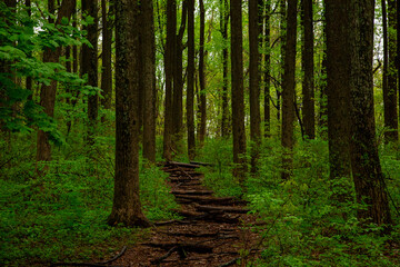 Naklejka na meble National Park lush green forest with a path in the month of May