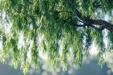 Canvas Print - Sunlight Filtering Through Weeping Willow Branches