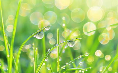 Wall Mural - Dew drops on vibrant green grass blades with a bokeh background.