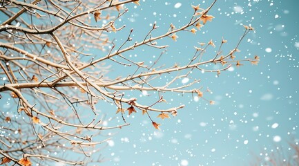 Poster - snow covered branches of a tree