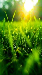 Wall Mural - Green grass, sun, sunlight, background, grass, nature, green, grassy,.