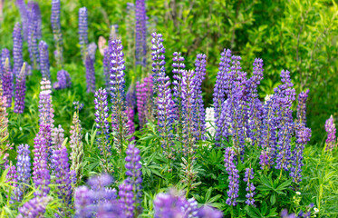 Sticker - Lupine flowers in nature. Close-up