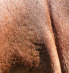 Sticker - Hippopotamus skin as an abstract background. Texture