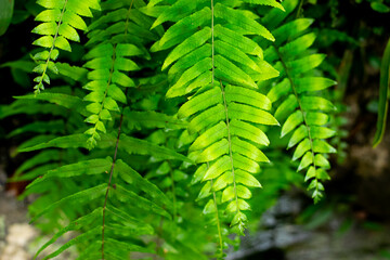 Wall Mural - Wild fern plants that grow in gaps in rocks