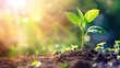 © Ashi - Young plant seedling growing in sunlight, emphasizing environmental and ecology concepts, renewable and sustainable development sources, digital technology agriculture, and smart farming innovations