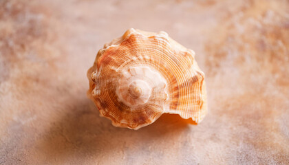 Wall Mural - Close-up of seashell on beige stone backdrop. Natural element. Top view.