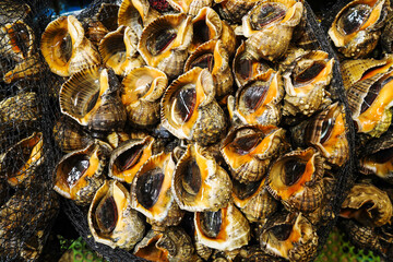 Sticker - Close up of stacked live conchs displayed for sale at a fish market of Sorae Port near Namdong-gu, Incheon, South Korea
