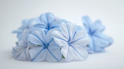 Poster - White plumbago or Cape leadwort flowers Close up small blue flowers bouquet isolated on white background : Generative AI