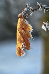 Poster - Blatt mit Raureif