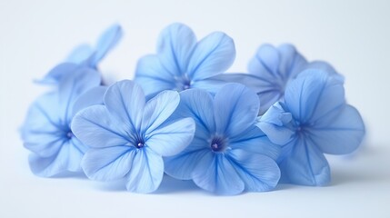 Poster - White plumbago or Cape leadwort flowers Close up small blue flowers bouquet isolated on white background : Generative AI
