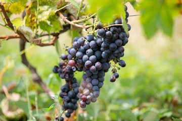 Wall Mural - bunches of black grapes close-up