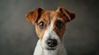 © vefimov - The face of a small dog with long eyes, looking up. The breed is a terrier with a brown and white coat.