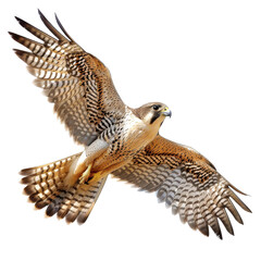 Wall Mural - Majestic Falcon in Flight Displaying Its Stunning Plumage