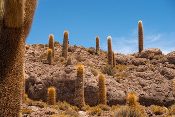 Wall Mural - many big cactuses