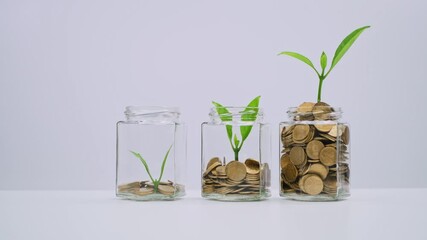 Wall Mural - Hand putting coins in glass jar with green plants growthing. finance and business concept.